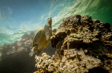 Fototapeta na wymiar Green sea turtles of Hawaii