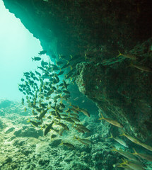 Reef Life in the Ocean