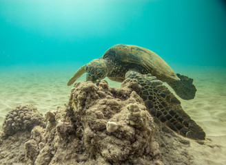 Obraz na płótnie Canvas Green sea turtles of Hawaii