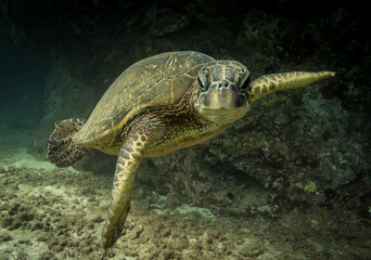 Obraz na płótnie Canvas Green sea turtles of Hawaii