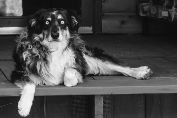 Fototapeta na wymiar Australian Shepherd on the Porch