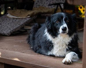 Border Collie on Porch