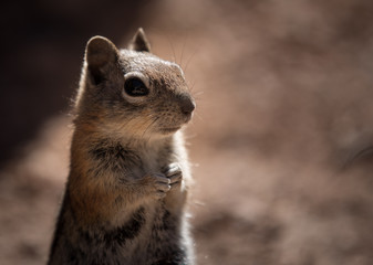Naklejka na ściany i meble cute squirrel in a national park