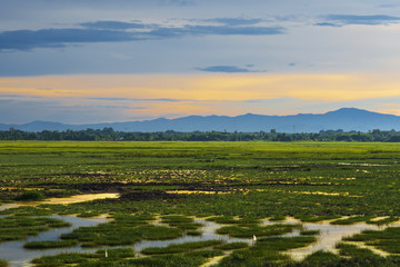 Meadows and swamps in sunset