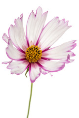 Flower of cosmos, kosmeya flower, isolated on white background