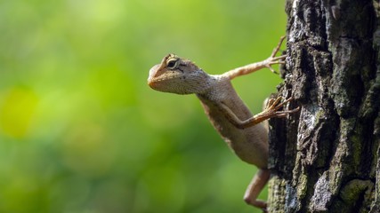 Small chameleon on tree, waiting concept