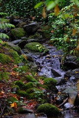 River flowing over rocks in the moss filled green fall woods