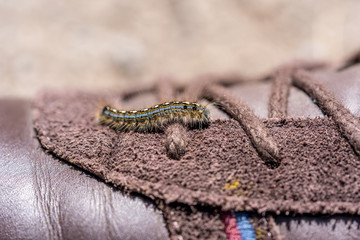 Movement of Millipede climbing on man's shoes.