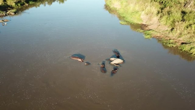 Aerial footage of hippos in river 