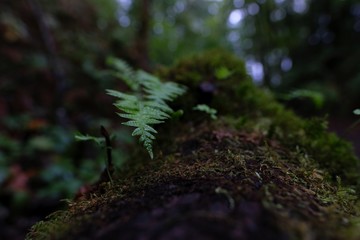 Small ferns grow on a mossy log in the green wooded forest