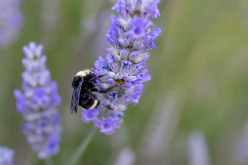 bumble bee on lavender