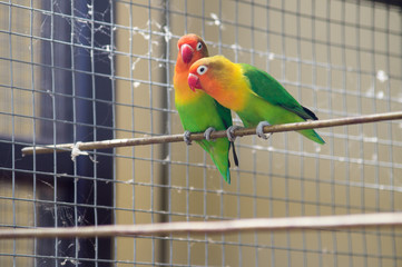 colorful parrot on a branch