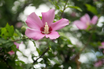 pink flower in garden