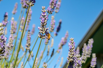 blue sky bee and lavender