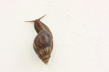 snail on the white wall