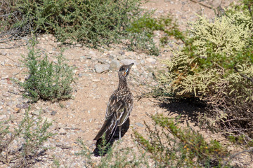 A road runner hunting for food in scrubland. This icon of the American Southwest and native of the Sonoran Desert was seen in Pima County, Tucson, Arizona 2018.