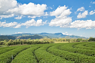 Fototapeta na wymiar Tea Plantation, Thailand