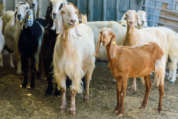 Many goats in animal pen. Сurious goat herd to look at the camera.