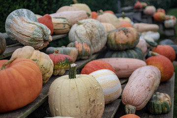 assorted gourds