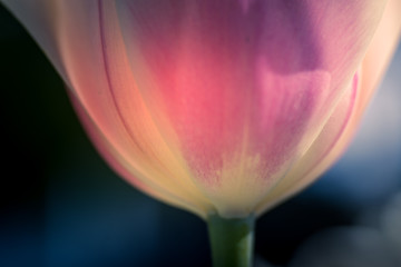 White tulip flower macro image. close up photo of flower. Toned