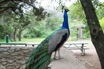 Posed peacock