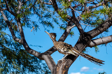 A roadrunner bird in a desert willow tree hunting for food. Beautiful blue sky behind a colorful road runner on a branch looking up. Tucson, Arizona. 2018.