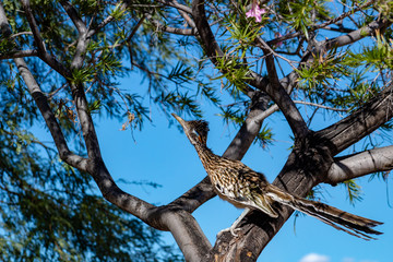 A roadrunner bird in a desert willow tree hunting for food. Beautiful blue sky behind a colorful road runner on a branch looking up. Tucson, Arizona. 2018. © Charles