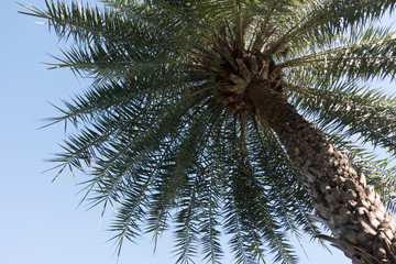 Obraz premium Palm Trees - Perfect palm trees a beautiful blue sky