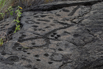 Petroglyphs in lava rock at Pu'uloa along Chain of Craters road, in volcano National Park on the island of Hawaii. Carvings are 400-700 years old.