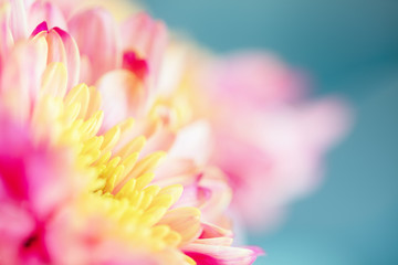 Close up background of pink and yellow chrysanthemum flower on blue background, macro - obrazy, fototapety, plakaty