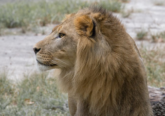 Male lion close up profile portrait