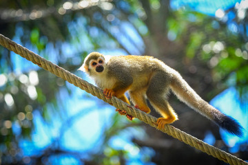 Squirrel Monkey on branch of tree  animals in wilderness