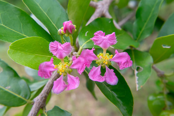 Barbados or Acerola Cherry flower