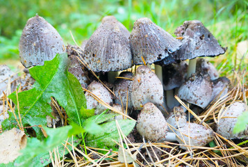 Coprinus comatus group close up.  Young poisonous mushrooms in the forest, macro