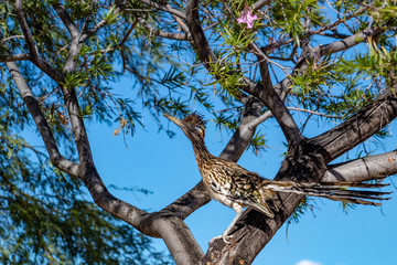 Fototapeta na wymiar A roadrunner bird in a desert willow tree hunting for food. Beautiful blue sky behind a colorful road runner on a branch looking up. Tucson, Arizona. 2018.