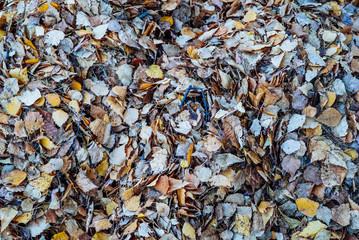 autumn leaves background