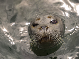 Fototapeta premium Kiss Me Portrait of a Harbor Seal