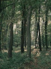 Forest landscape. Dark forest background.