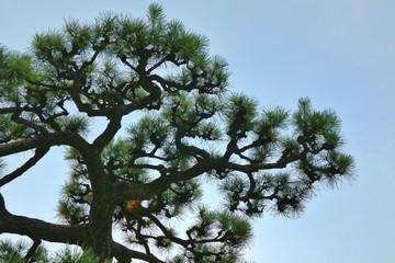 Beautiful green leaves of Khasiya Pine with blue sky in summer evening. Nature background concept.