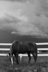 Black and white horse storm