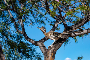A roadrunner bird in a desert willow tree hunting for food. Beautiful blue sky behind a colorful road runner on a branch looking up. Tucson, Arizona. 2018.