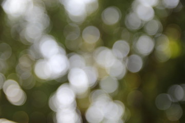Obraz premium Bokeh