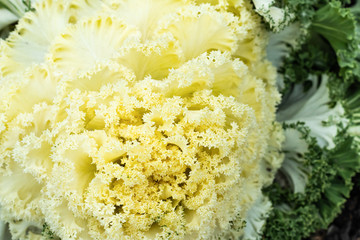 beautiful decorative cabbage cauliflower, selective focus