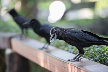 crow in the garden
