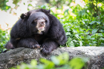 Obraz na płótnie Canvas Asian black bear