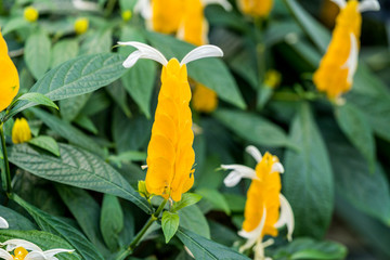 Yellow costus flower