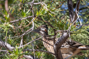 Road runner in a desert willow tree hunting for food. The roadrunner is an iconic symbol of the American Southwest. Pima County, Tucson, Arizona. 2018.