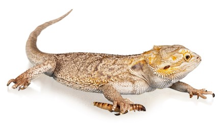 Bearded dragon - isolated image
