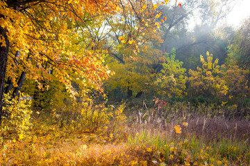 Colors of autumn sunny morning
