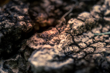 Selective focus at the center the old dried tree wood. Toned.